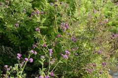 Cyathocline purpurea